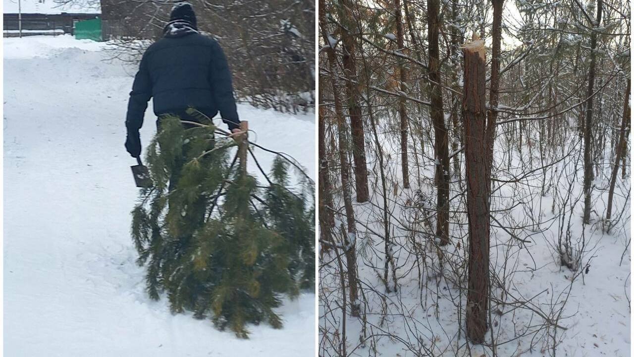 В Большеглушицком районе местные лесники при па...