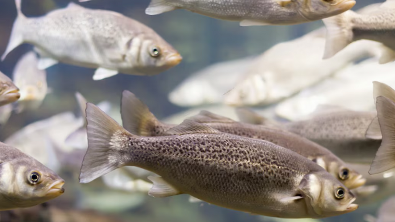 Впервые в истории ученые собрали обширные данны...