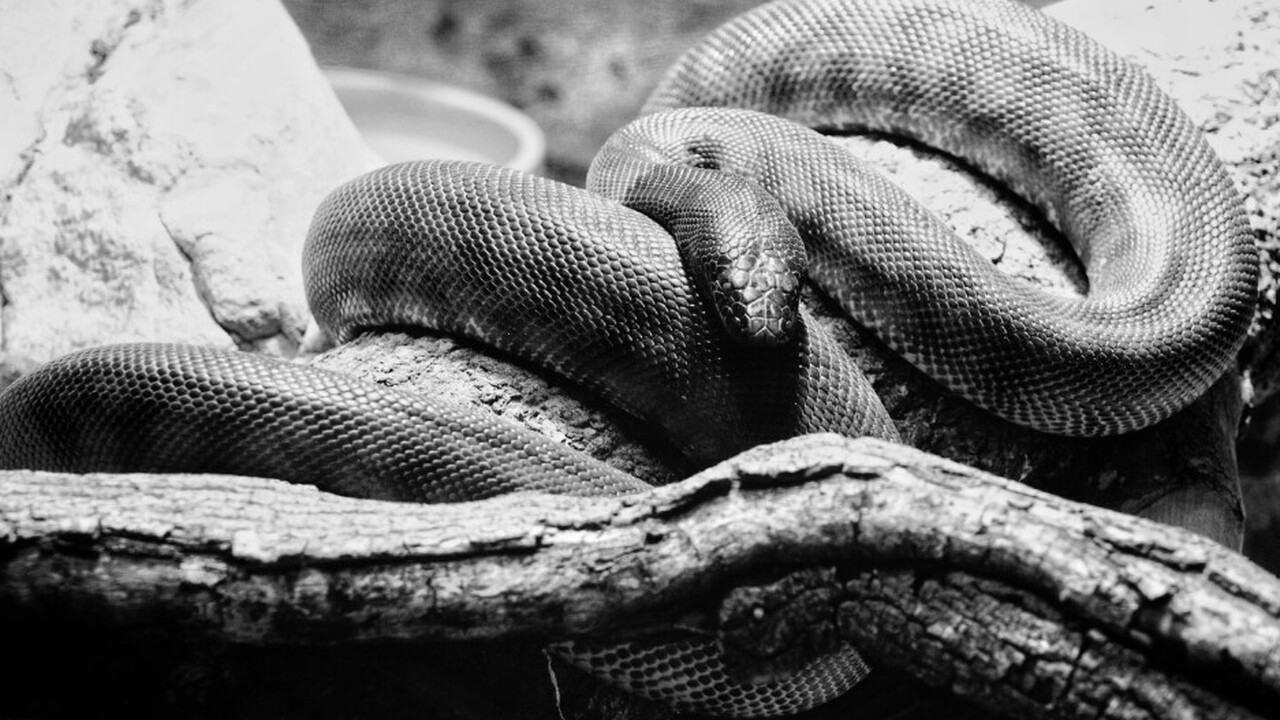 В 1981 году на южном побережье Великобритании б...