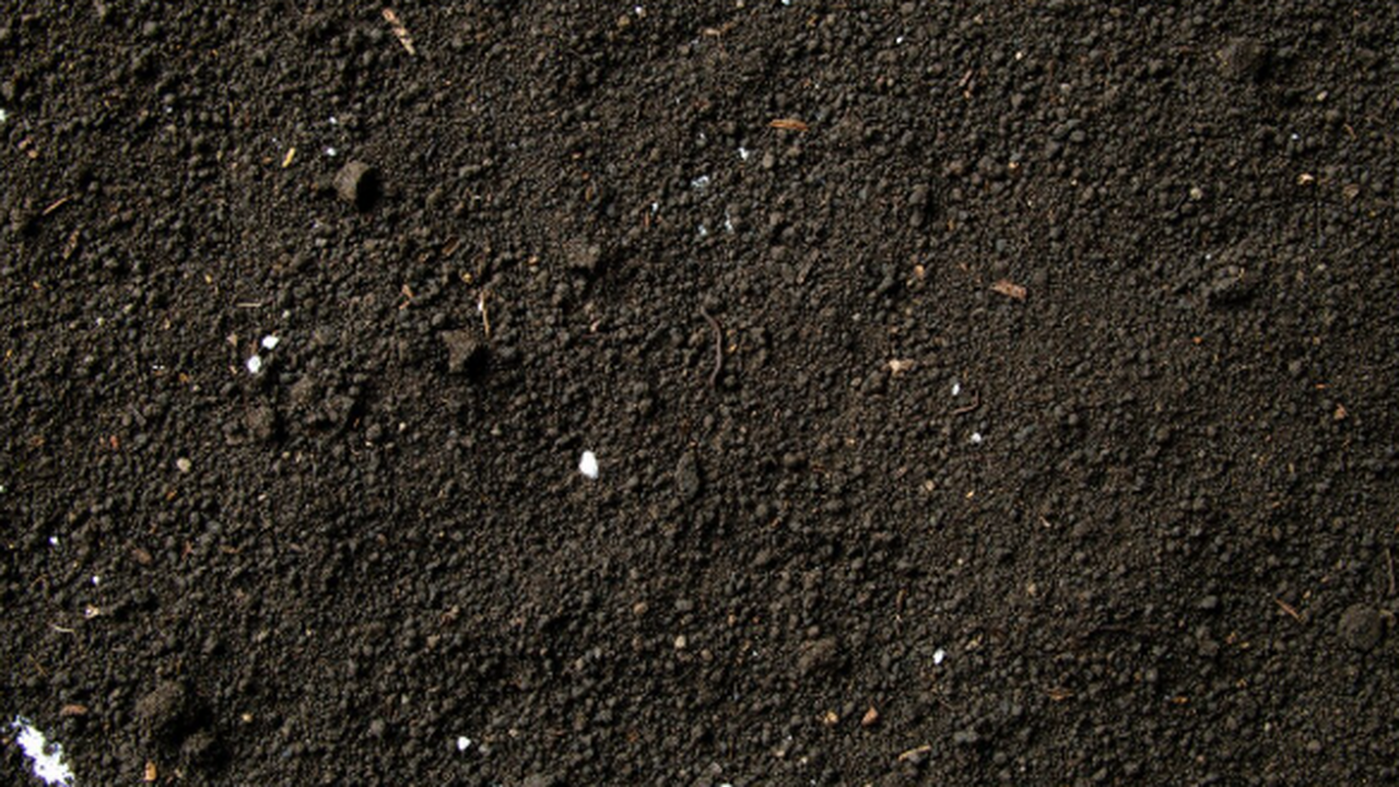 Ученые из Санкт-Петербургского государственного...