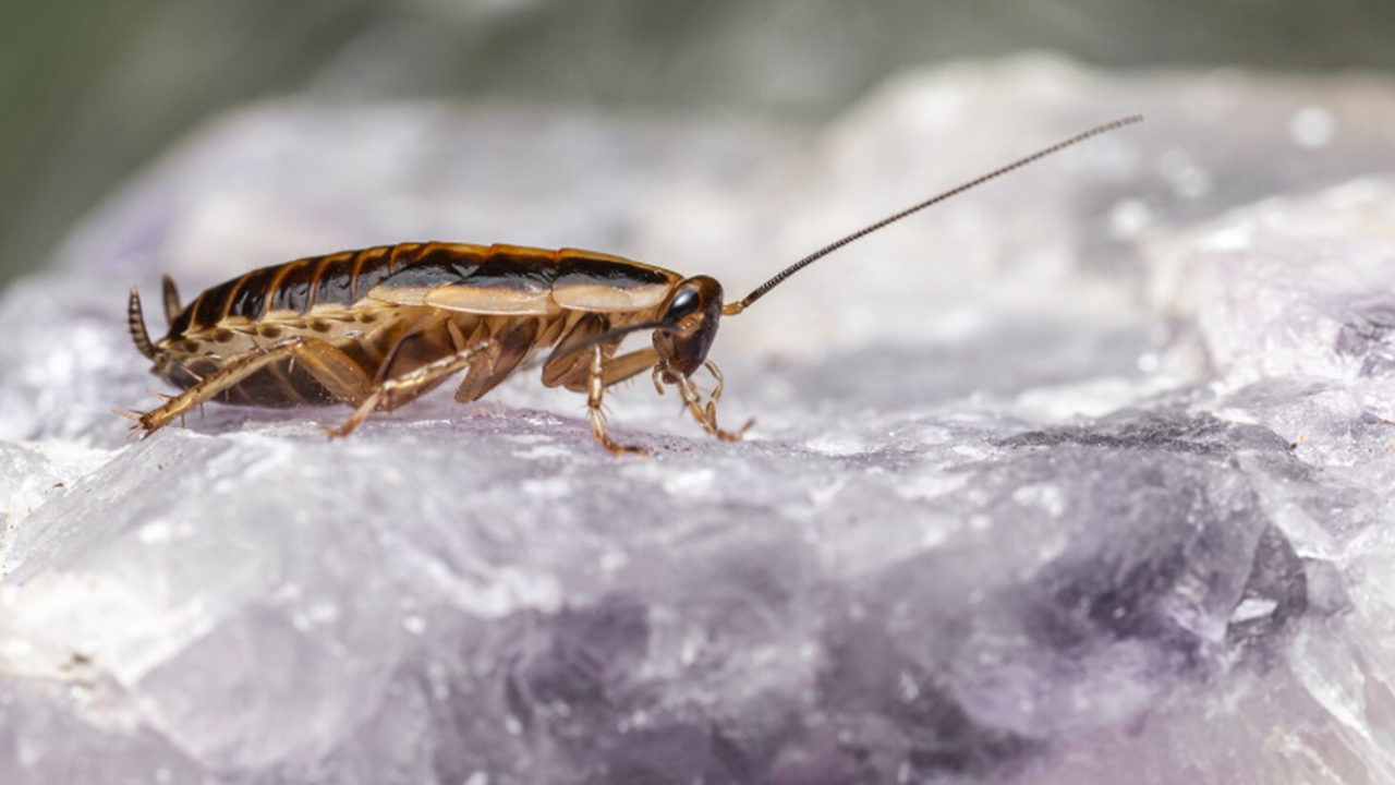 Трифонов: ученые хотят отправить тараканов в космос для помощи астронавтам Учёные предложили использовать тараканов в каче...