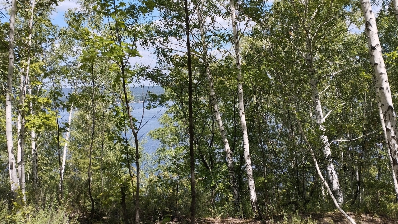 В Волжском лесничестве успешно завершена крупна...