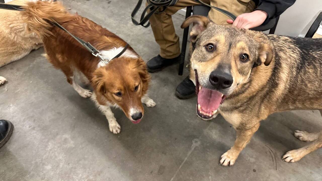 В Самаре прошел фестиваль «Друг человека»: семью обрели 38 кошек и 11 собак В Самаре в минувшие выходные прошел 13-й ежегод...