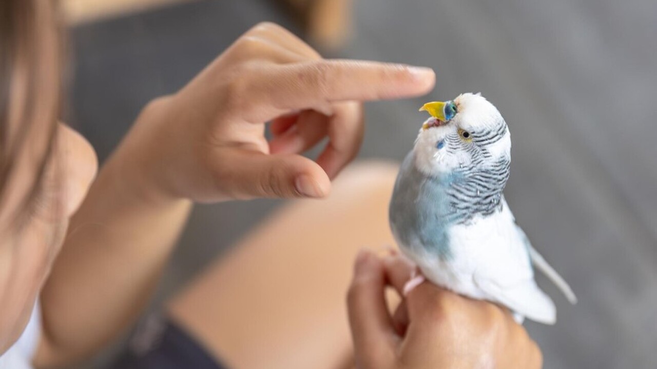 Генетика птиц представляет собой динамично разв...