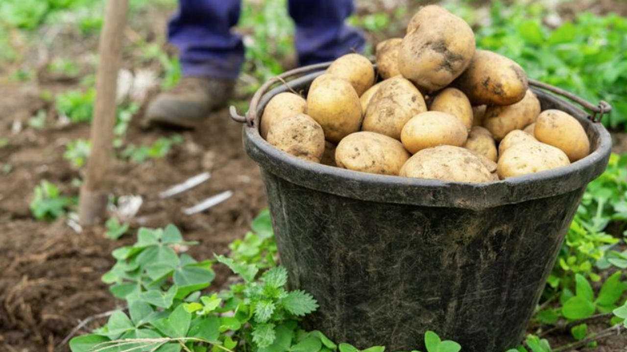 Какой ранний картофель сажать в Подмосковье в 2...