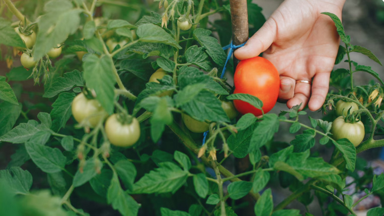 Итальянские учёные из Университета Брешии прове...