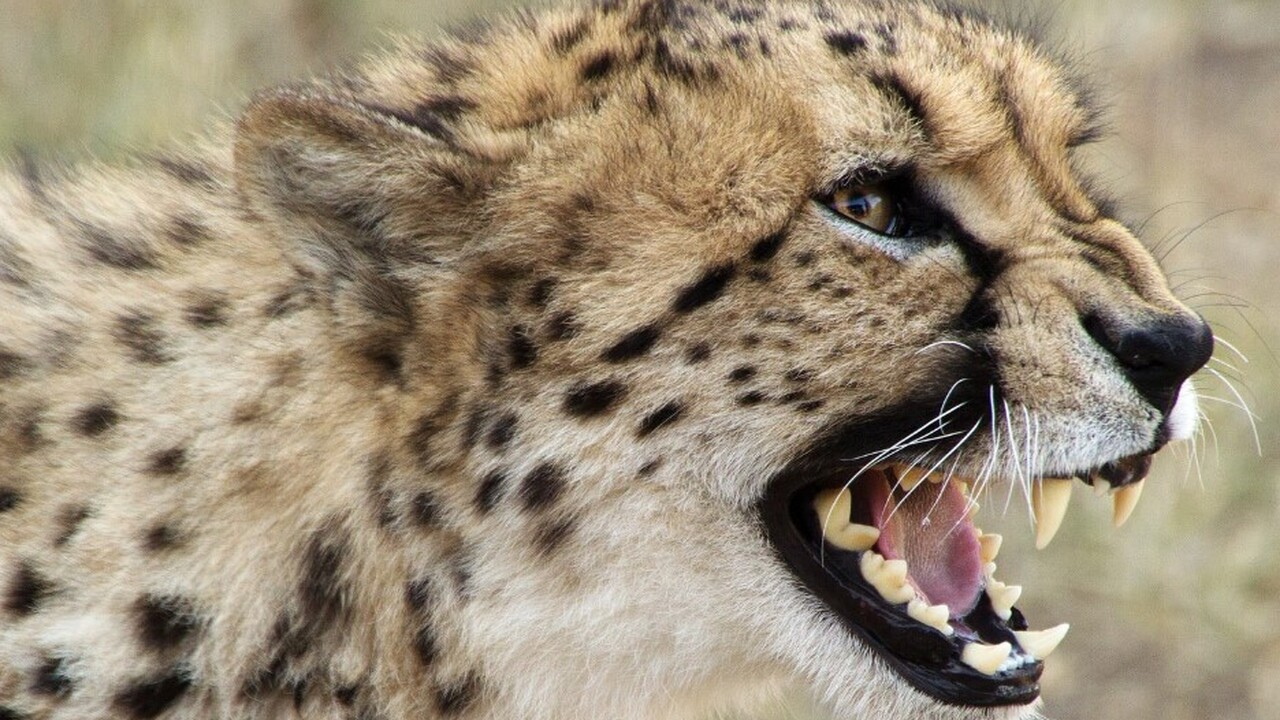 Скрещивание видов иногда приводит к появлению необычных фенотипов – генетики Скрещивание животных представляет собой одну из...