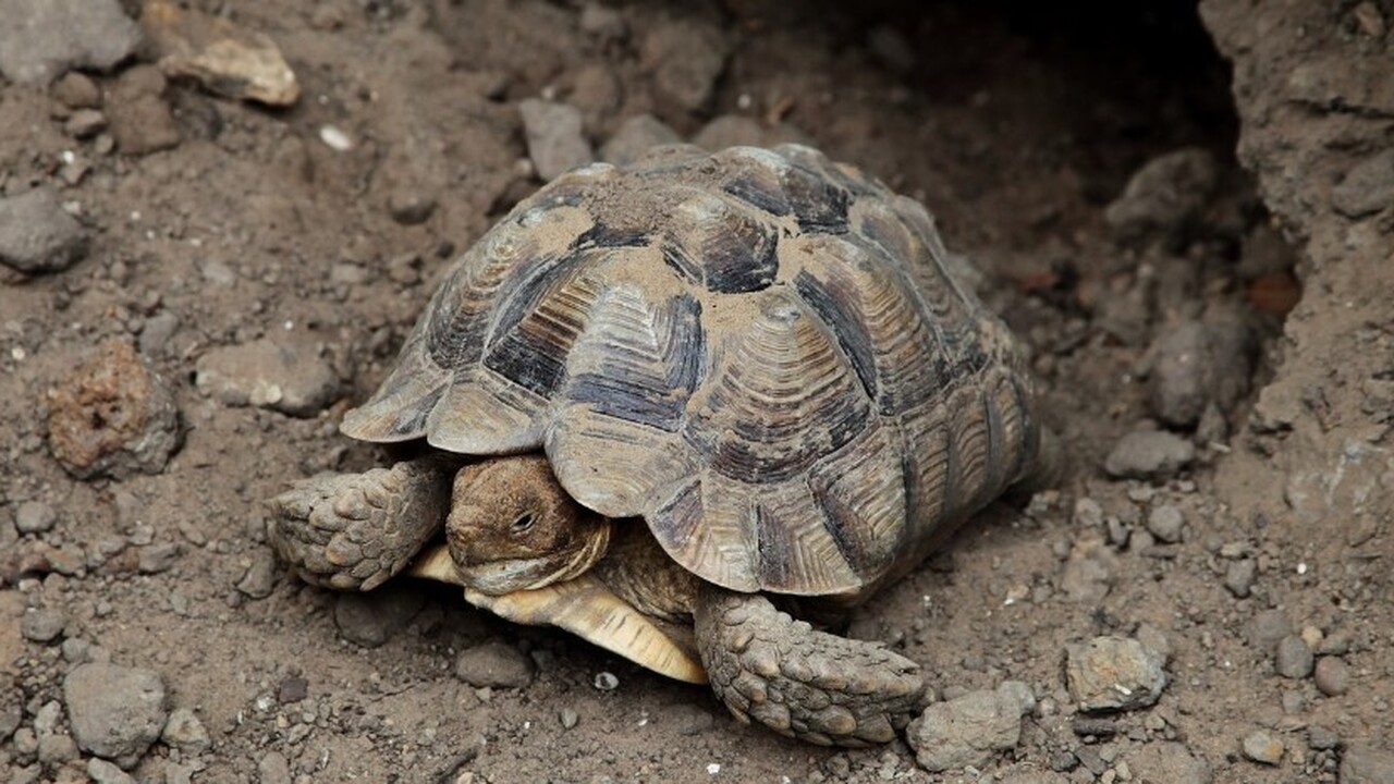 В Чешской Республике была обнаружена уникальная...