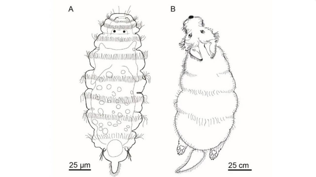 Ученые-биологи обнаружили новый вид морского червя, который похож на собаку В Белом море биологи обнаружили новый вид миниа...