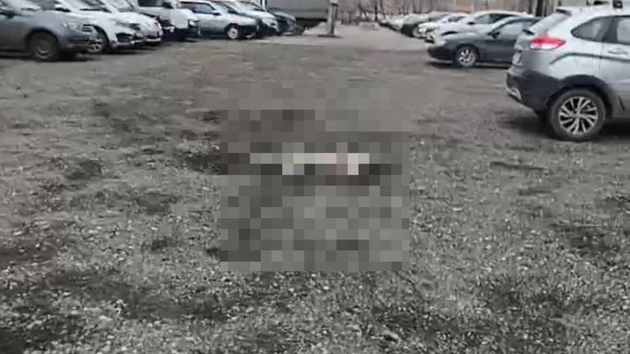 "Мы приехали по заказ-наряду на отлов и первое,...