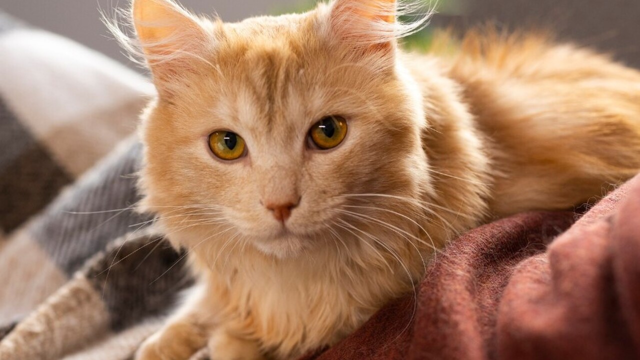 Ученые Австралии: людям грозит опасность из-за содержания домашних кошек Недавний мета-анализ, опубликованный в журнале ...