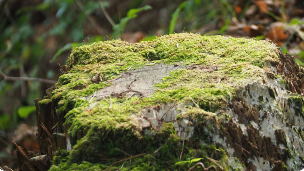 Ученые обнаружили в Ленобласти древнейший пень возрастом в 385 миллионов лет В Ленинградской области, неподалёку от города Л...