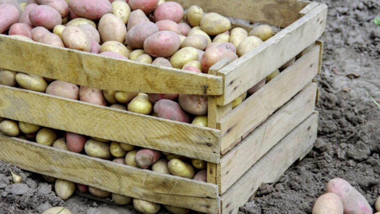 Сажаю теперь только эти сорта картофеля — уже в начале лета копаю ведрами: соседи завидуют и просят раскрыть секрет урожая Раньше я мучился с картошкой до осени, но тепер...