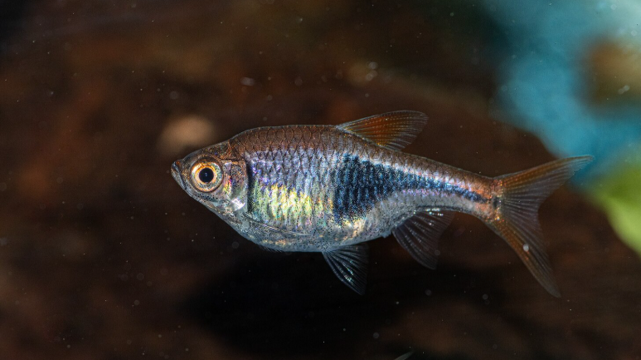 Ученые Воронежского государственного университе...