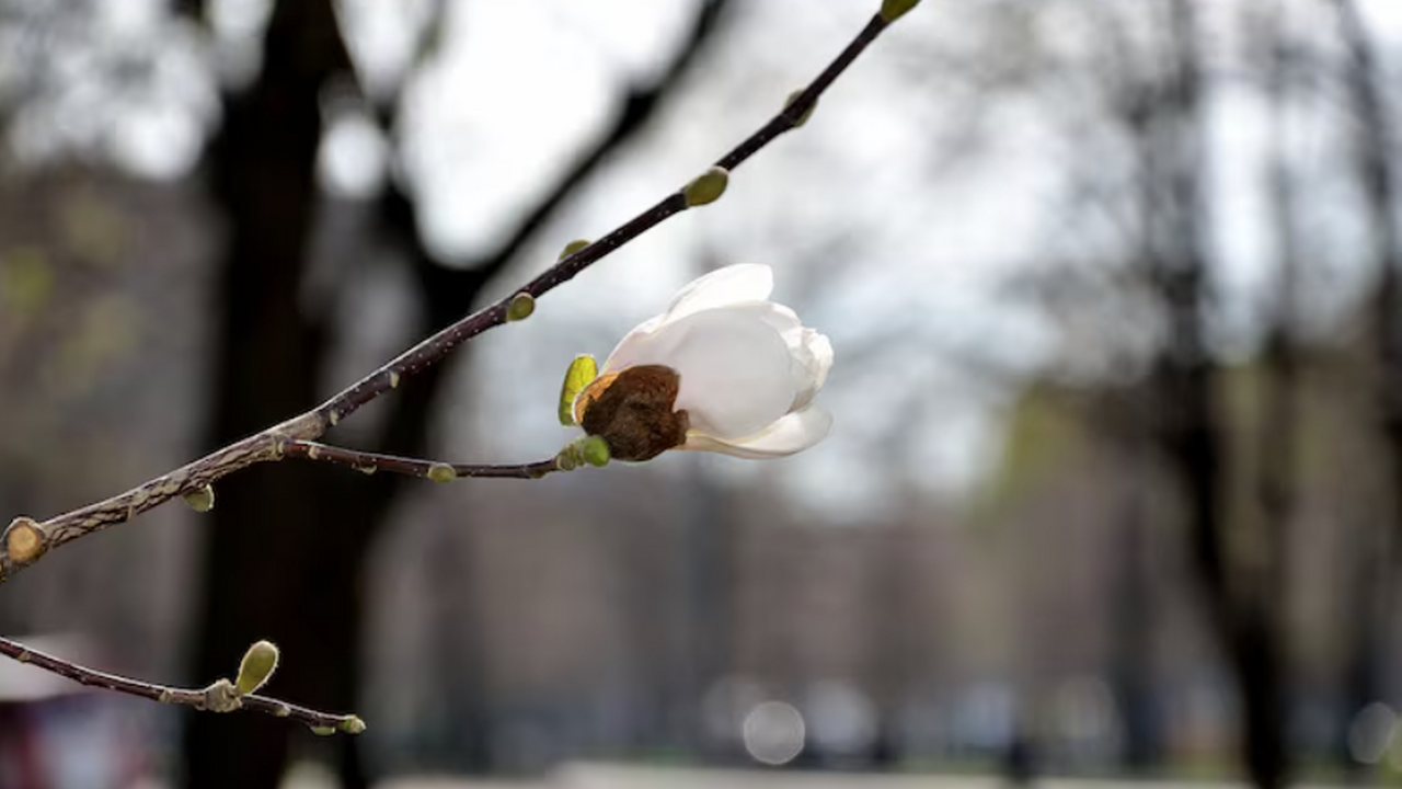 Вербное воскресенье 2026: дата празднования 5 а...