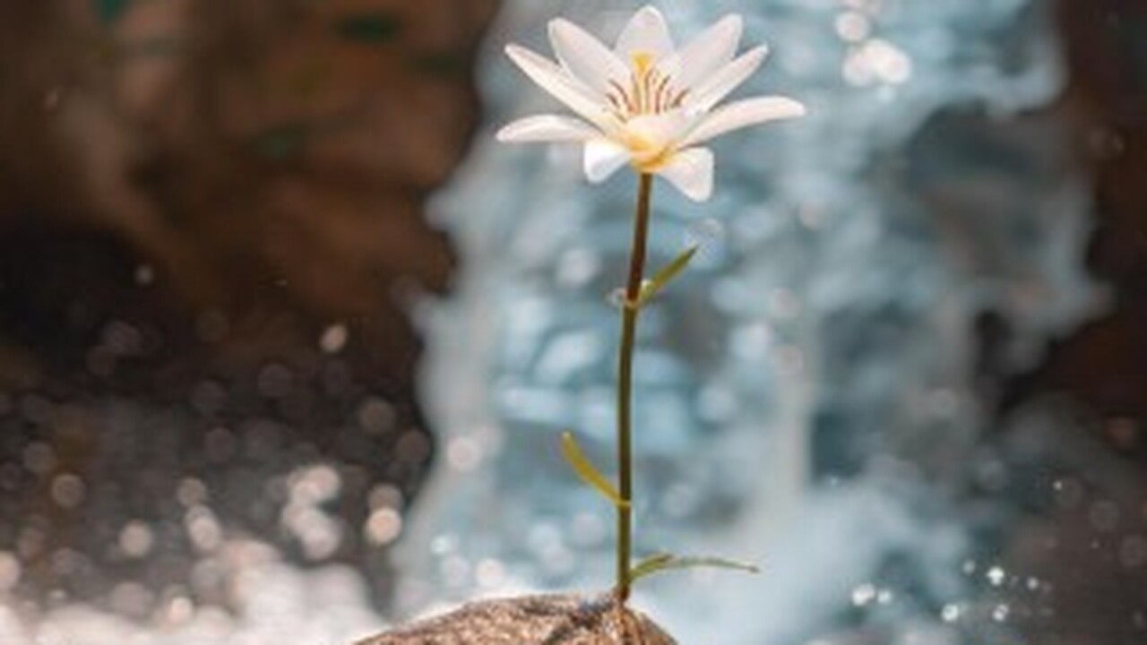 Новое исследование: сложная жизнь зародилась на миллиард лет раньше, чем считалось Организмы с клеточной структурой, включая живот...