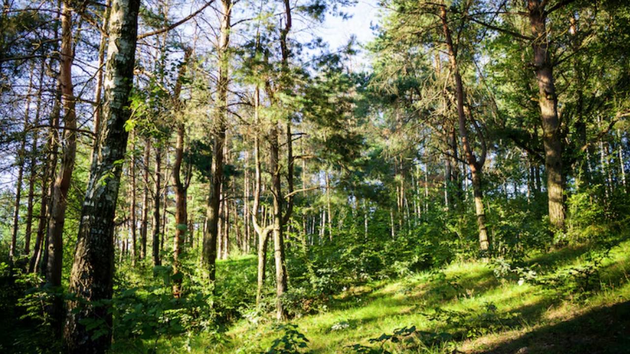 Жителям Самарской области грозит штраф до 50 тысяч за костер в лесу весной Весной в Самарской области наблюдается повышенн...
