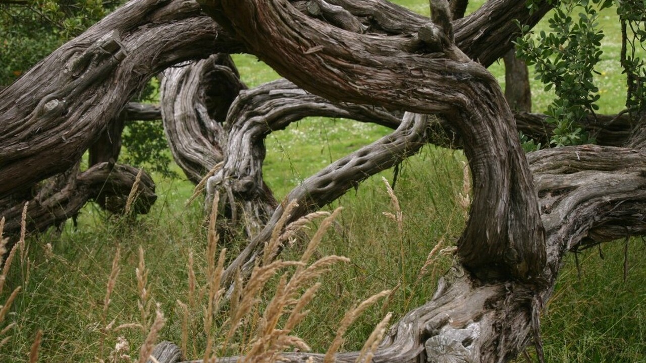 На территории Шалово-Перечицкого песчаного карь...