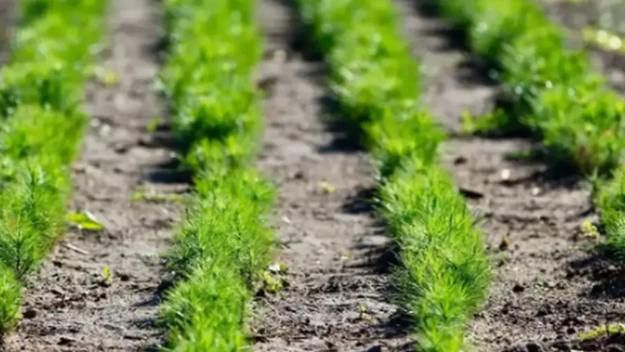 Самарская область примет участие в VII Междунар...