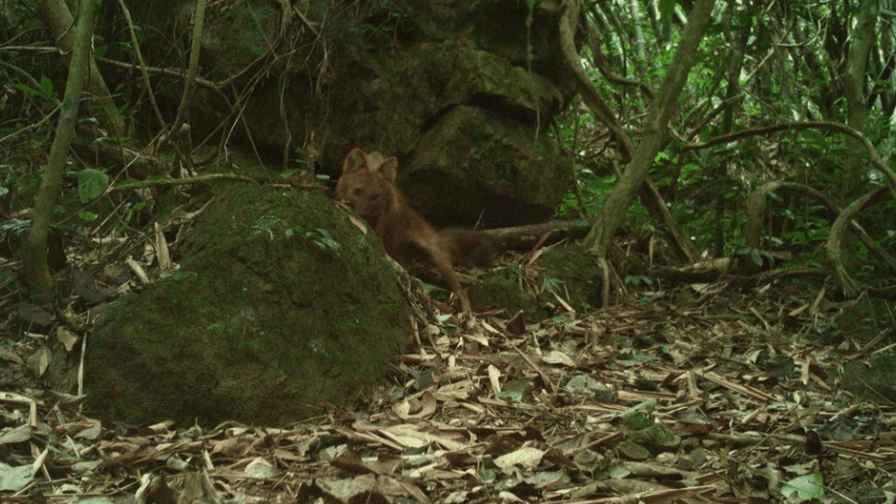 В ходе зоологических исследований во Вьетнаме в...