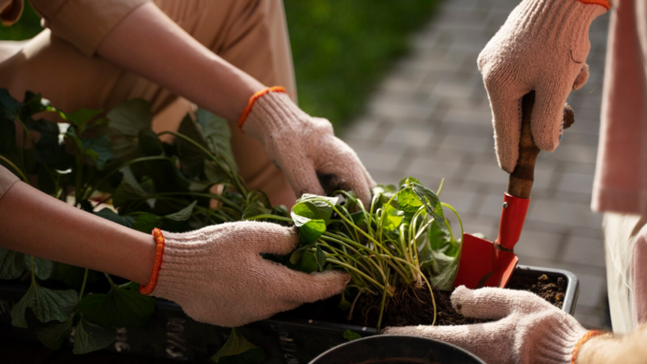 Турецкие учёные установили, что садоводство ока...