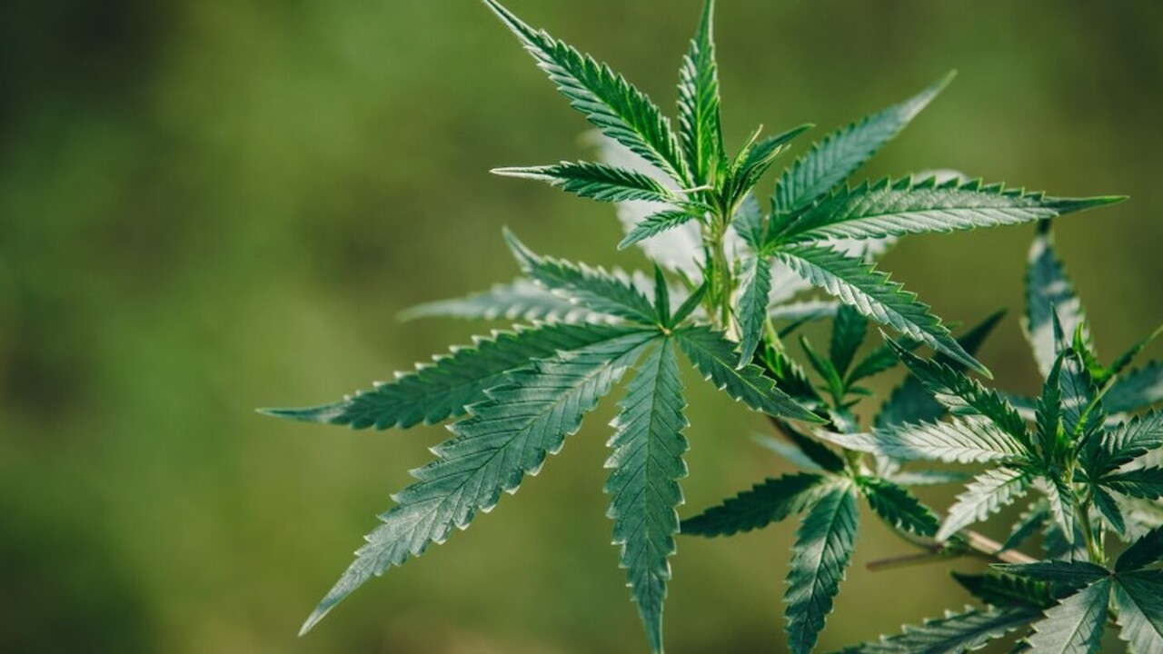 Бразильские исследователи провели пилотное иссл...