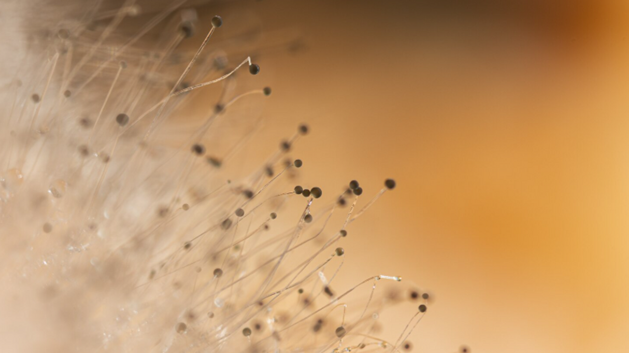 Международная команда микробиологов из Лаборато...