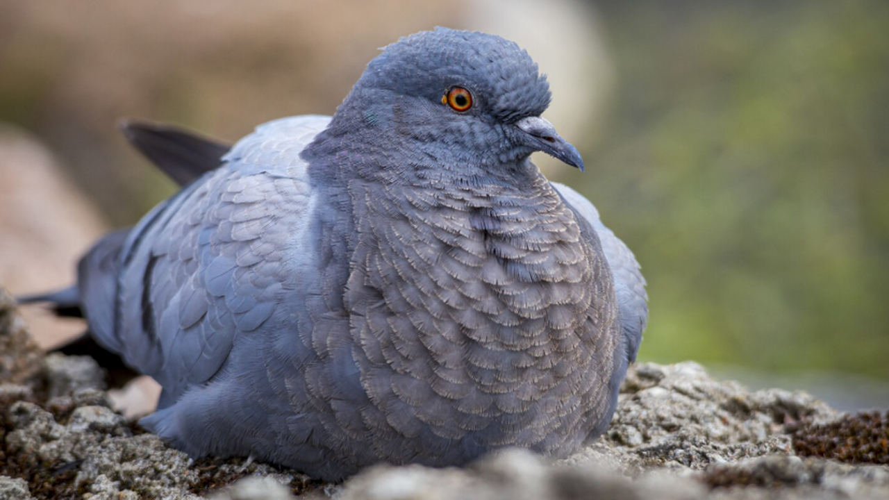 Нейробиологи из Рурского университета в Бохуме ...