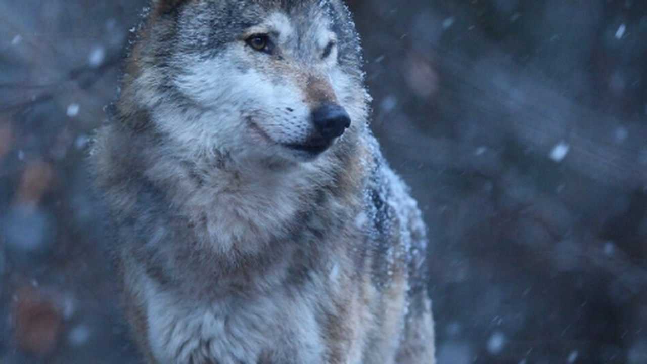В национальном парке «Самарская Лука» завершили...