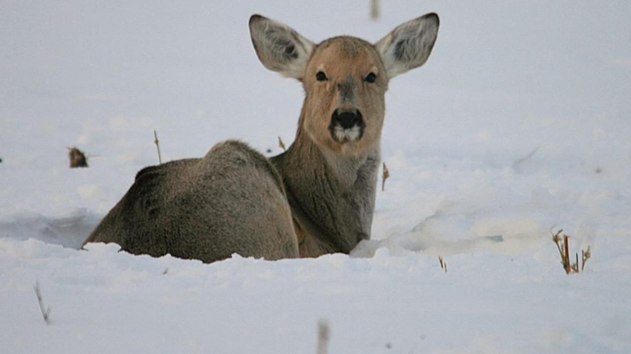 Жителям Самары показали, как косули устраивают "кроватки" в снегу В национальном парке «Самарская Лука» показали,...
