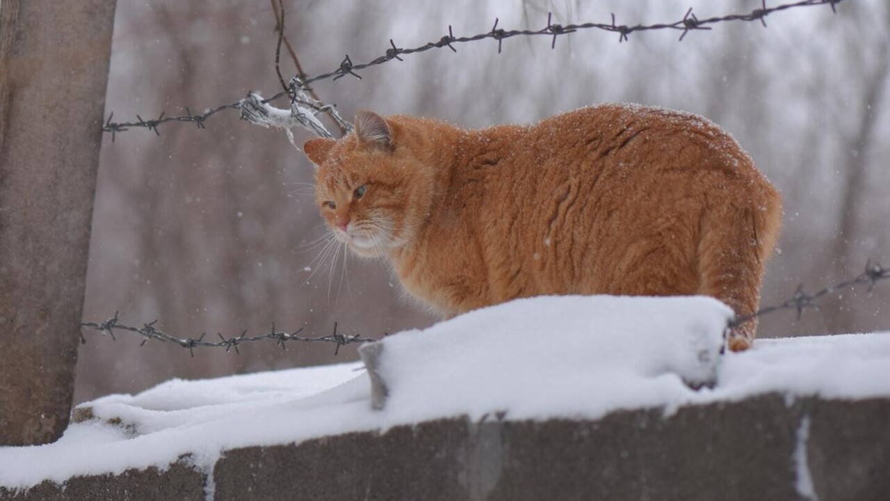 Никаких снеговиков: Вильфанд развеял прогноз о приходе настоящей зимы — что ждёт нас в конце недели Научный руководитель Гидрометцентра России, Ром...
