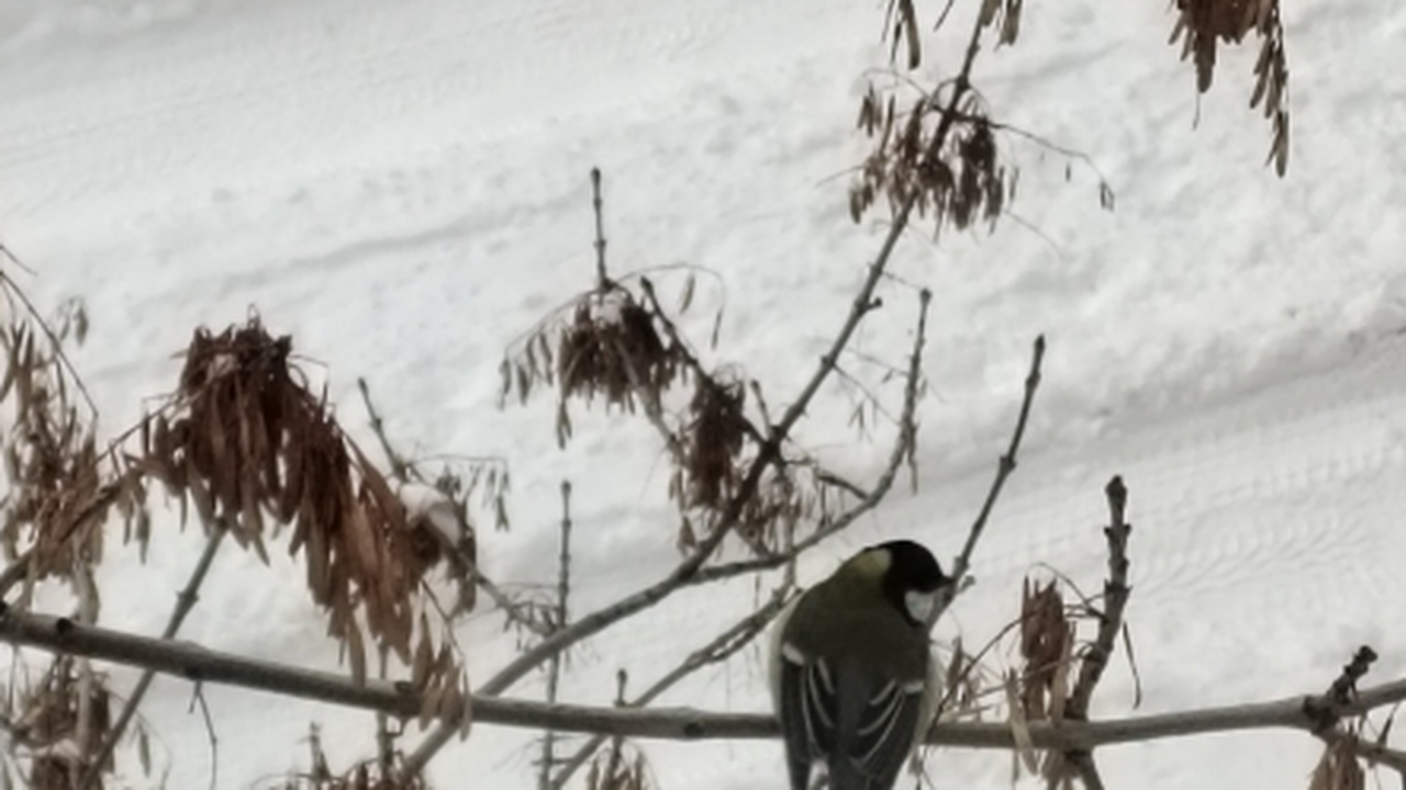 C 16 марта в Самарской области ожидается устойчивая плюсовая температура В Самарскую область приходит весна, сопровождае...