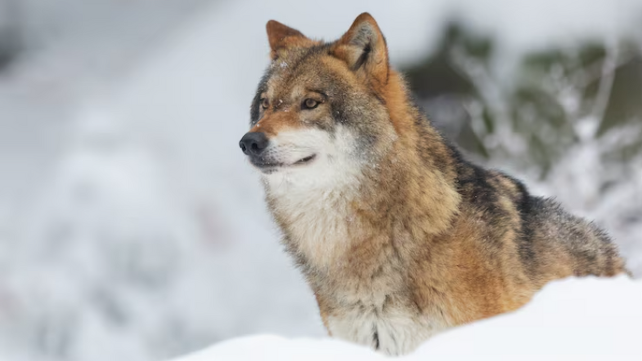 Ученые в РФ создали ИИ для распознавания волчьего воя и мониторинга популяции Эксперты ПАО «Сбербанк», Института проблем экол...