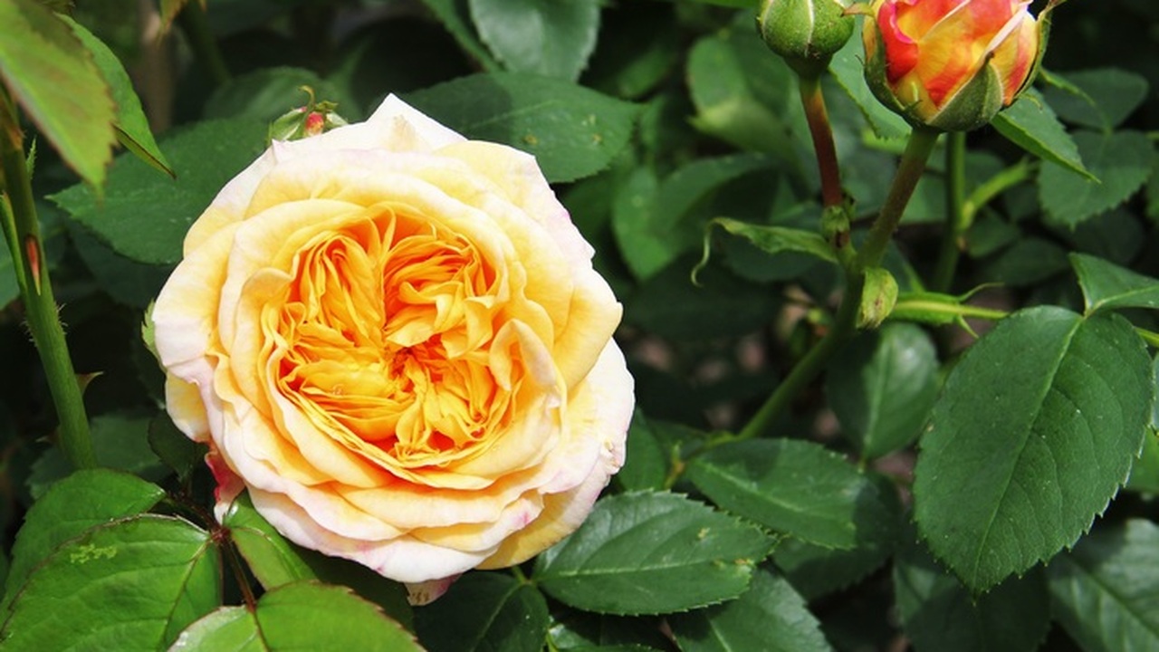 Для успешной зимовки роз необходимо обеспечить ...