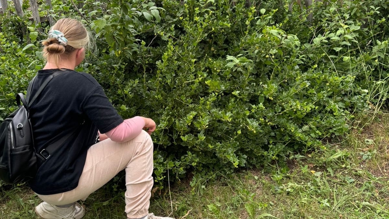 Штрафы на даче 2026: за мытьё машины — до 3000 ...