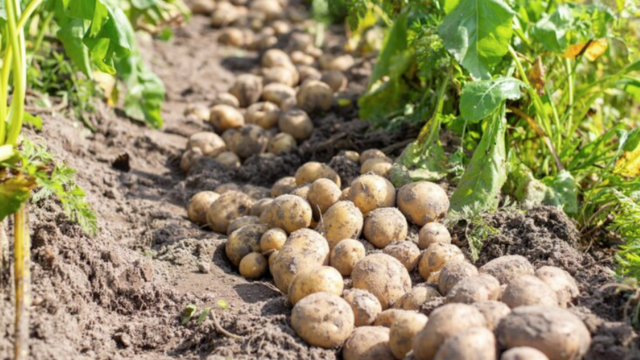 Ранние сорта картофеля для средней полосы 2026:...