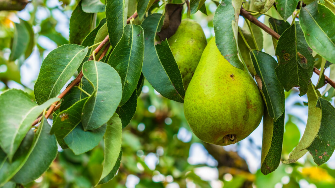 Сажаем груши правильно: 5 самоплодных сортов дл...