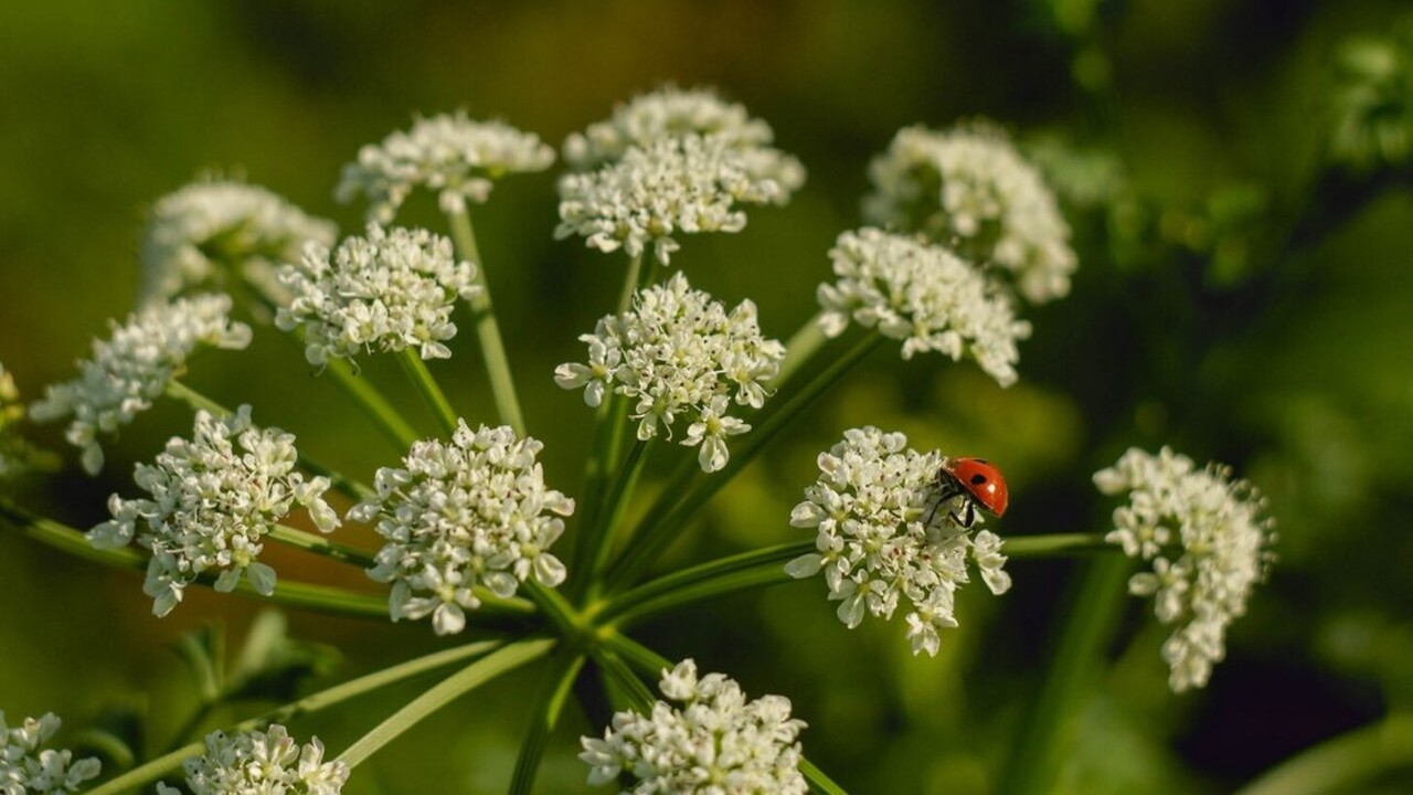 За этот сорняк на своей территории оштрафуют на 700 тысяч рублей: рассказываем, что ждет владельцев земельных участков Зампредседателя комитета Государственной Думы п...