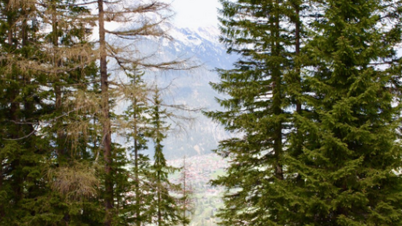 Залежи золота в хвое елей были обнаружены учеными из Финляндии Финские ученые из Университета Оулу провели дет...