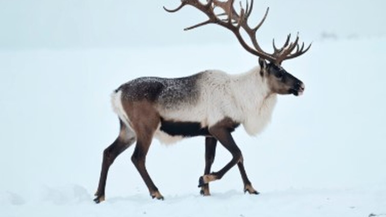 Карельские ученые приступили к комплексному исс...