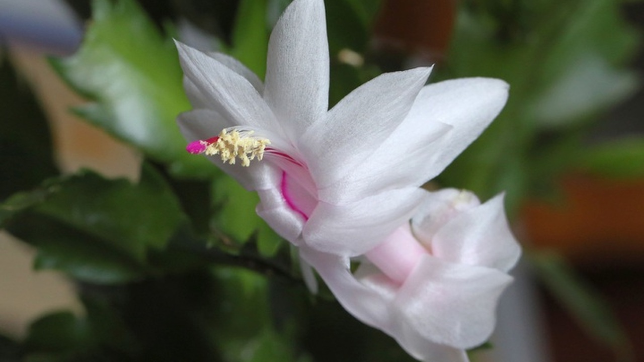 Оросила спящий декабрист — накидал бутончиков в...