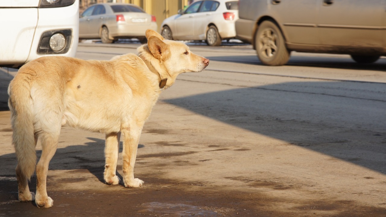 В мэрии Самары напомнили, где нельзя кормить бездомных собак — иначе штраф 5 ноября 2025 года мэрия Самары сообщила жителя...