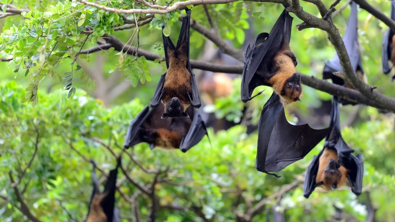 Pteropine orthoreovirus: скрытый вирус мышей грозит заражением людей Международная группа учёных выявила новую зооно...