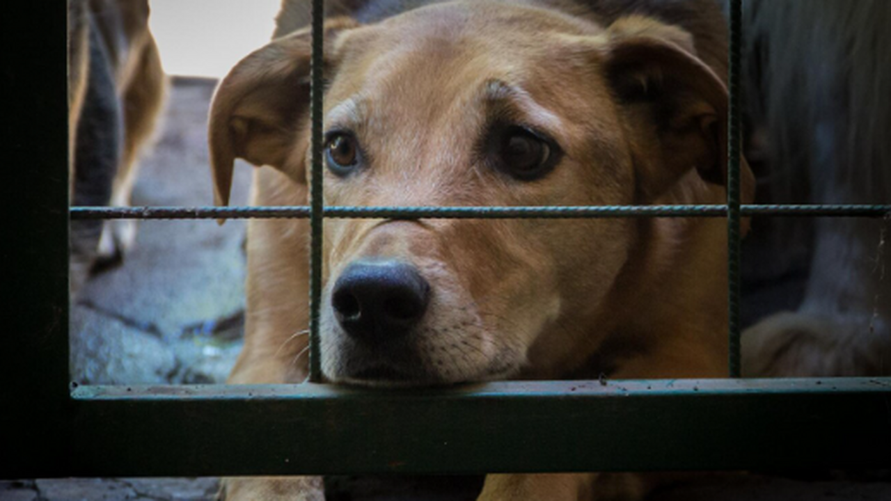 В 25 километрах от города Самара, в поселке Нов...