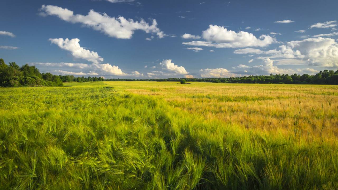 Урожайность сои к 2050 году может упасть на 91%...