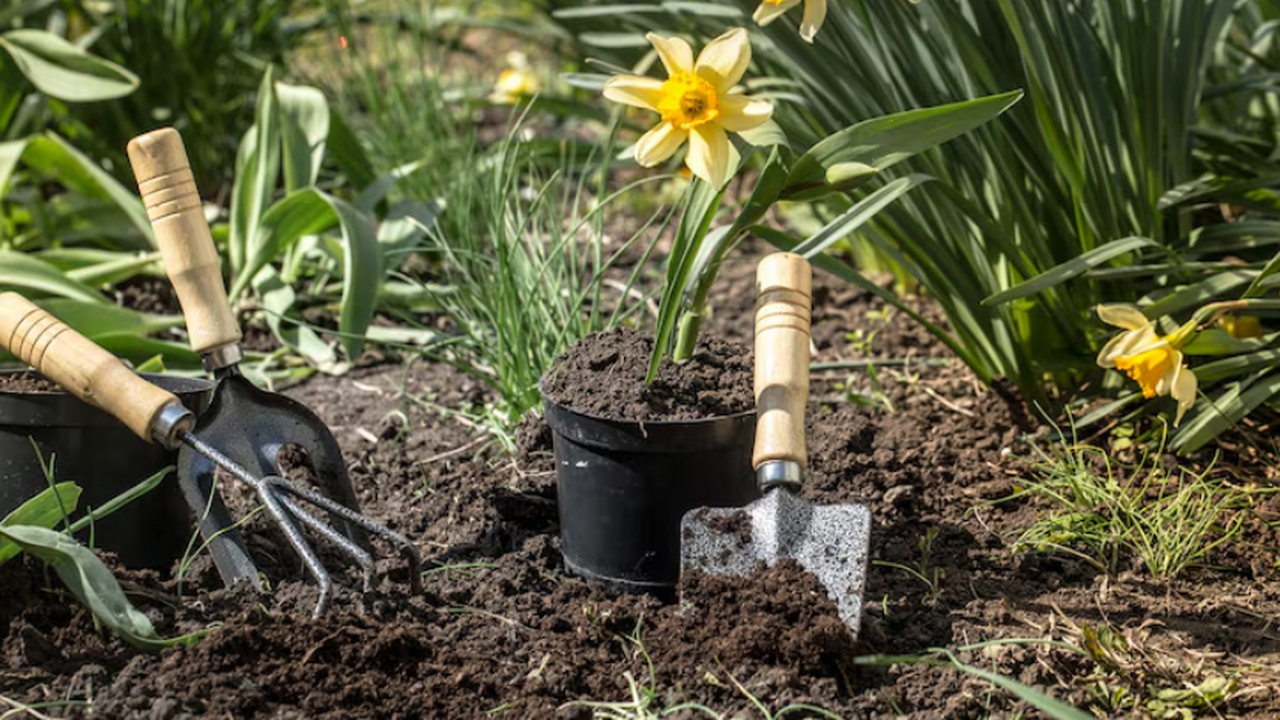 Подзимний посев: как вырастить многолетники, ко...