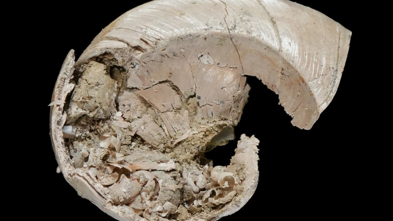 В ходе комплексного исследования раннеплейстоце...