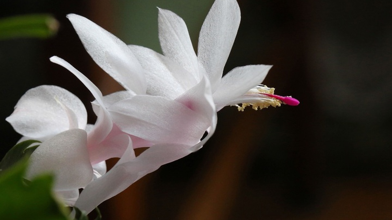 Рождественник, шлюмбергера, зигокактус и декабр...