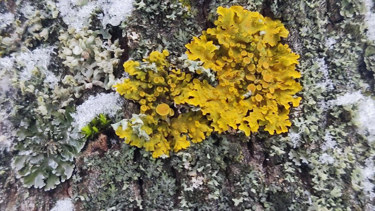 Сотрудники Жигулёвского заповедника представили...