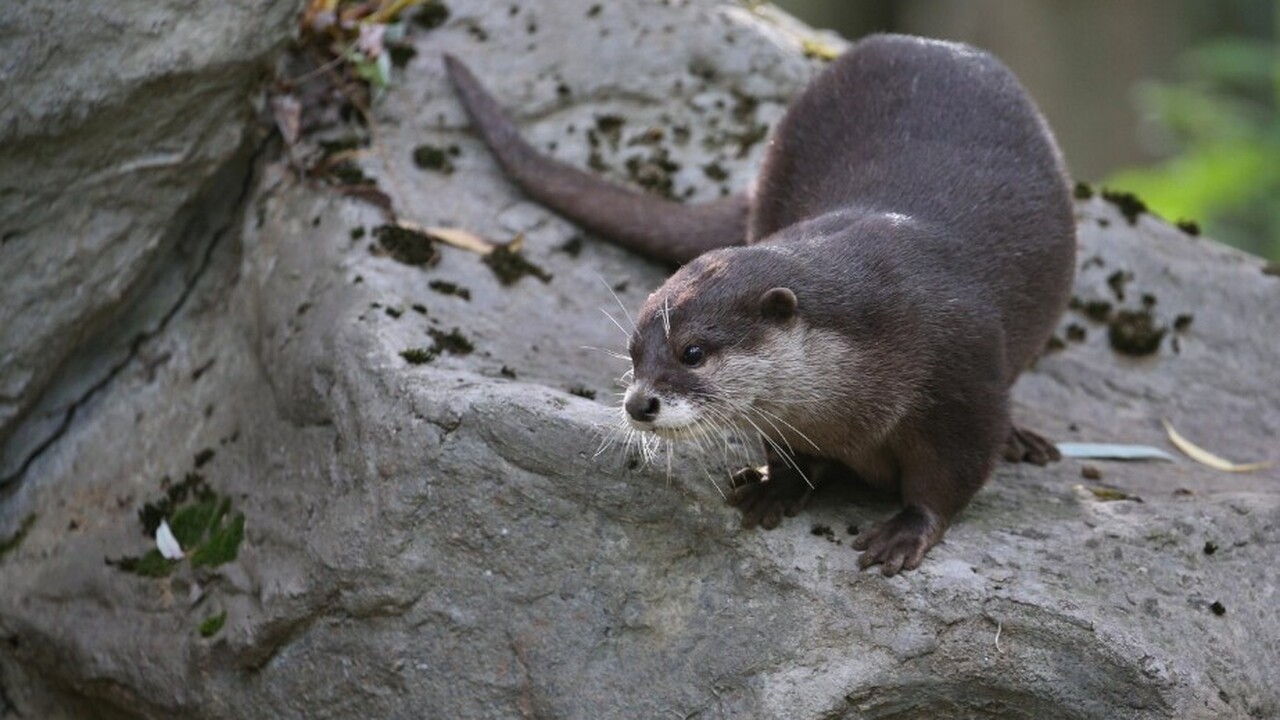В ходе исследования в организме мертвых морских...